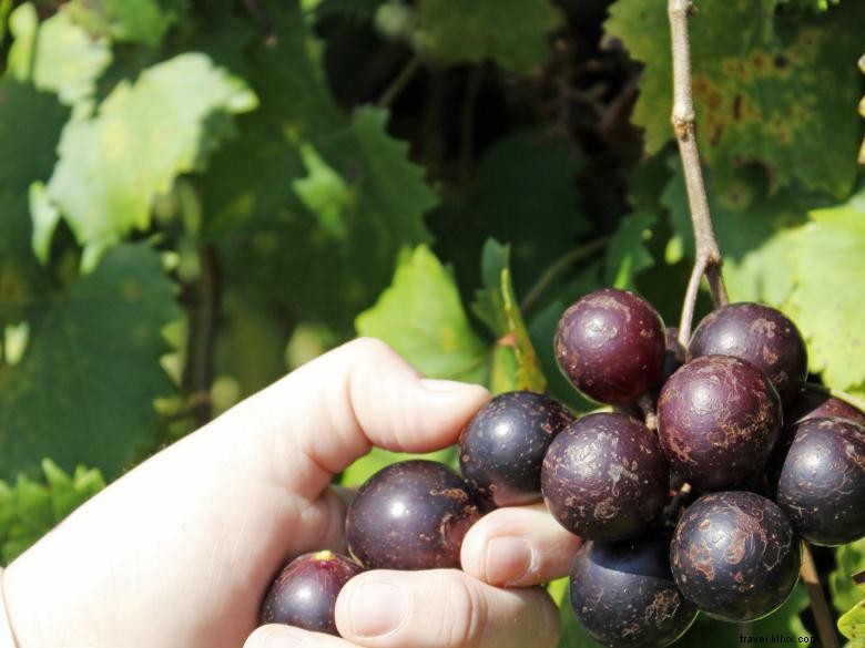 Wolf Creek Vineyard & Winery – Premium Wines & Scenic Events