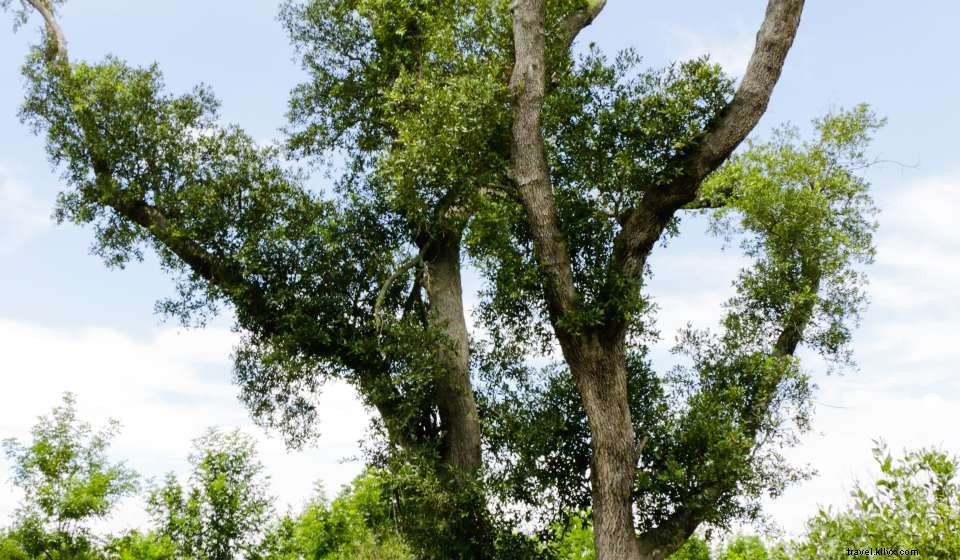 Sustainable Travel Guide: How to Explore New Orleans Responsibly