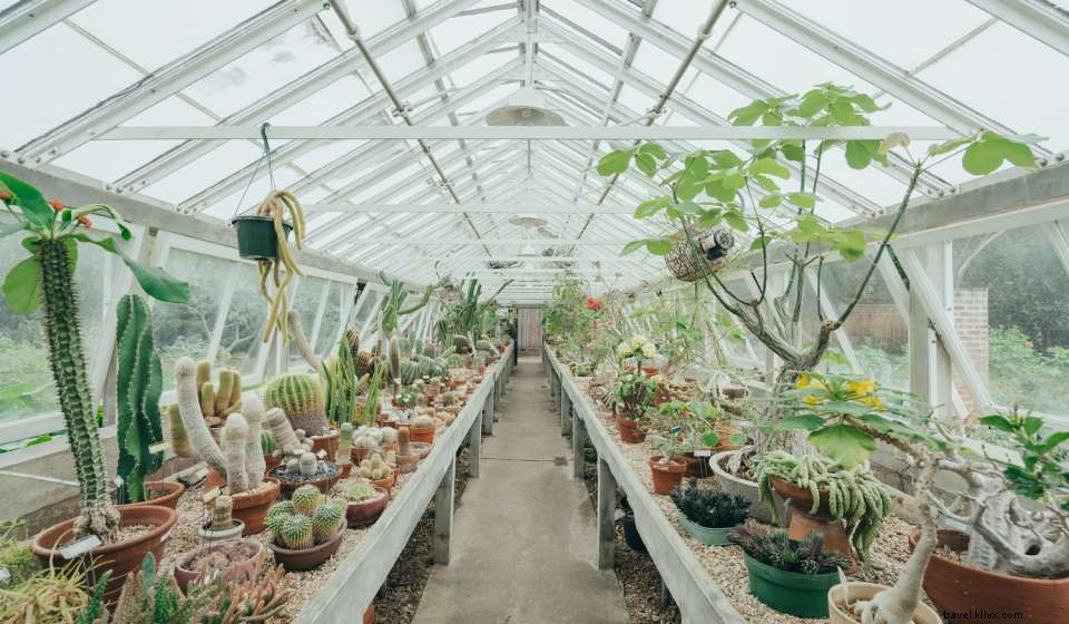 Top Public Gardens to Explore in New Orleans