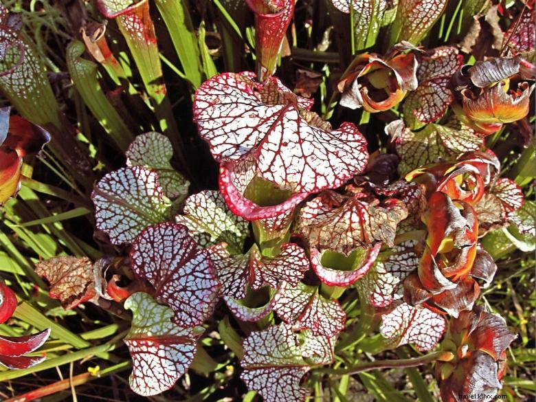 Massee Lane Gardens – Historic HQ of the American Camellia Society