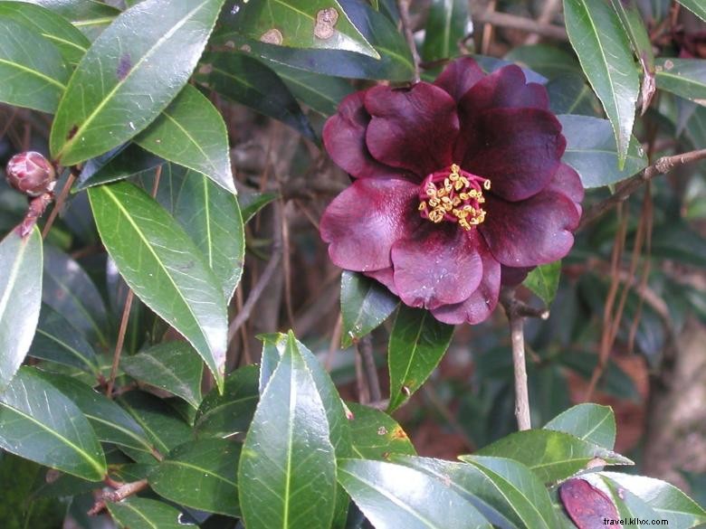 Massee Lane Gardens – Historic HQ of the American Camellia Society