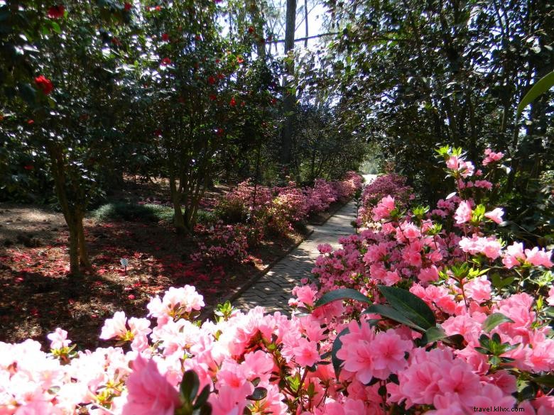 Massee Lane Gardens – Historic HQ of the American Camellia Society