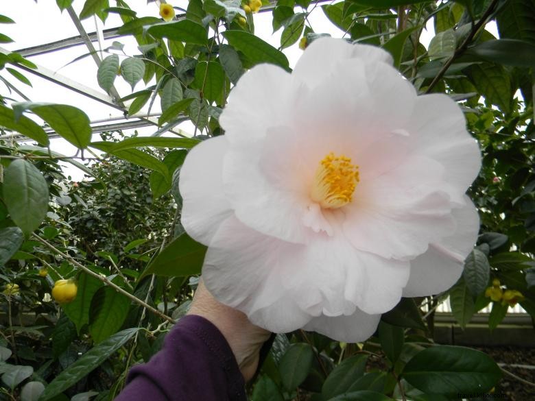 Massee Lane Gardens – Historic HQ of the American Camellia Society