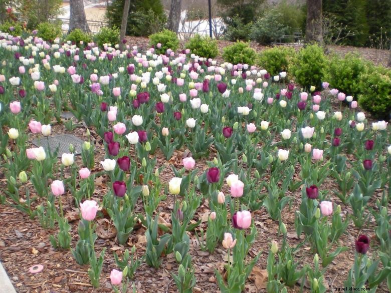 Explore Atlanta Botanical Garden, Gainesville – Tulips, Daylilies & Visitor Center