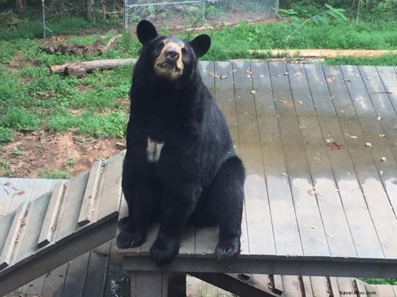Bear Hollow Zoo – Explore the Historic Heartland’s Wildlife Trail
