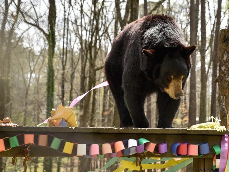 Bear Hollow Zoo – Explore the Historic Heartland’s Wildlife Trail