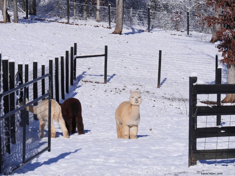 Alpacas at Apple Mountain: A Serene Golf Course Companion
