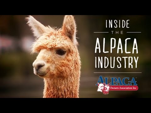 Alpacas at Apple Mountain: A Serene Golf Course Companion