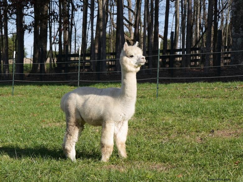 Alpacas at Apple Mountain: A Serene Golf Course Companion