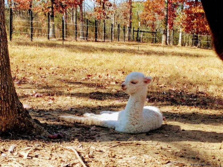 Alpacas at Apple Mountain: A Serene Golf Course Companion