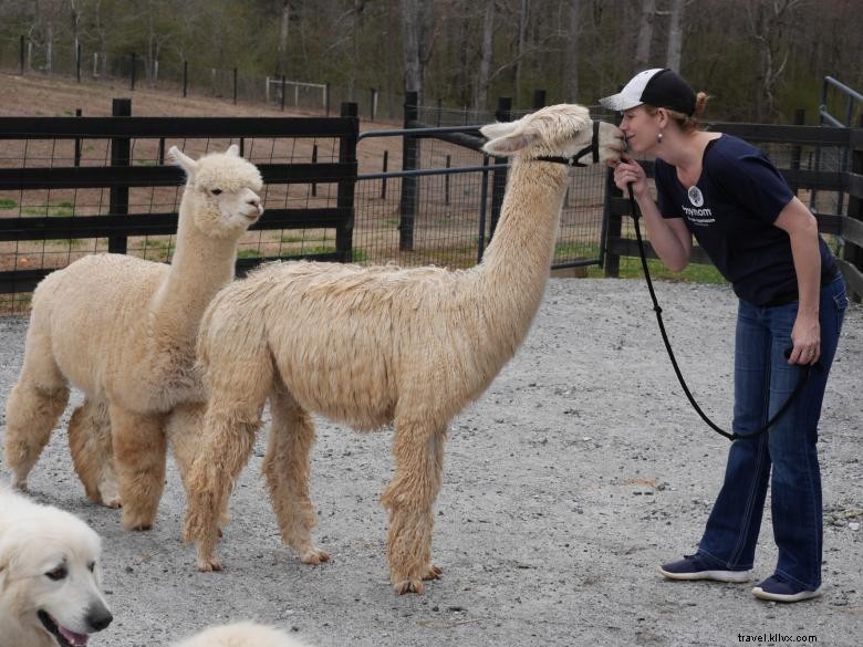 Alpacas at Apple Mountain: A Serene Golf Course Companion