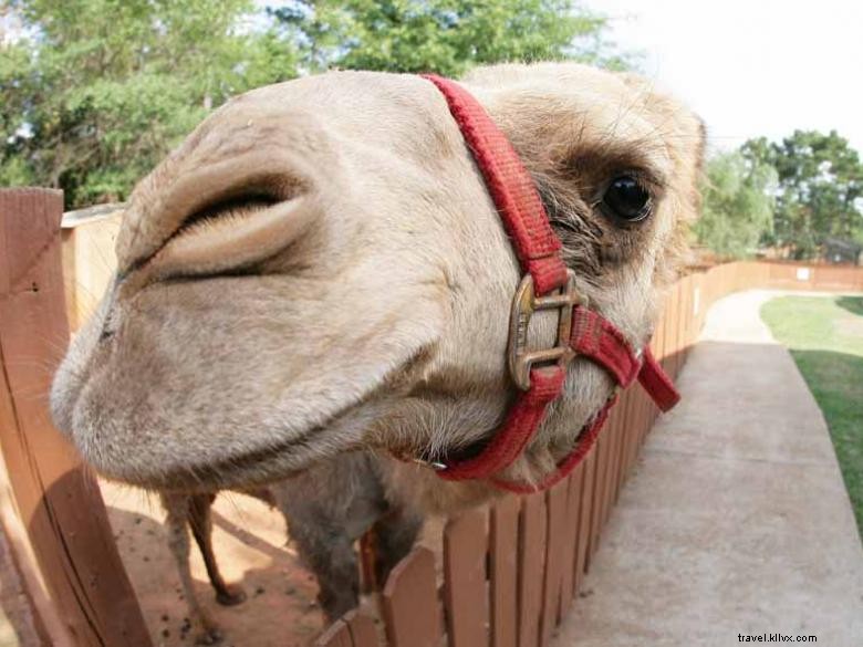 Explore the Thrilling World of Wildlife Safari Adventures