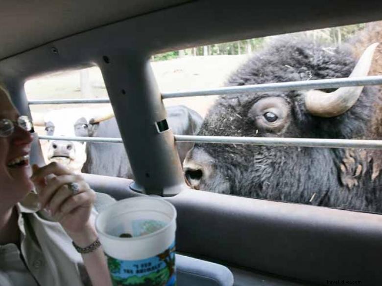 Explore the Thrilling World of Wildlife Safari Adventures