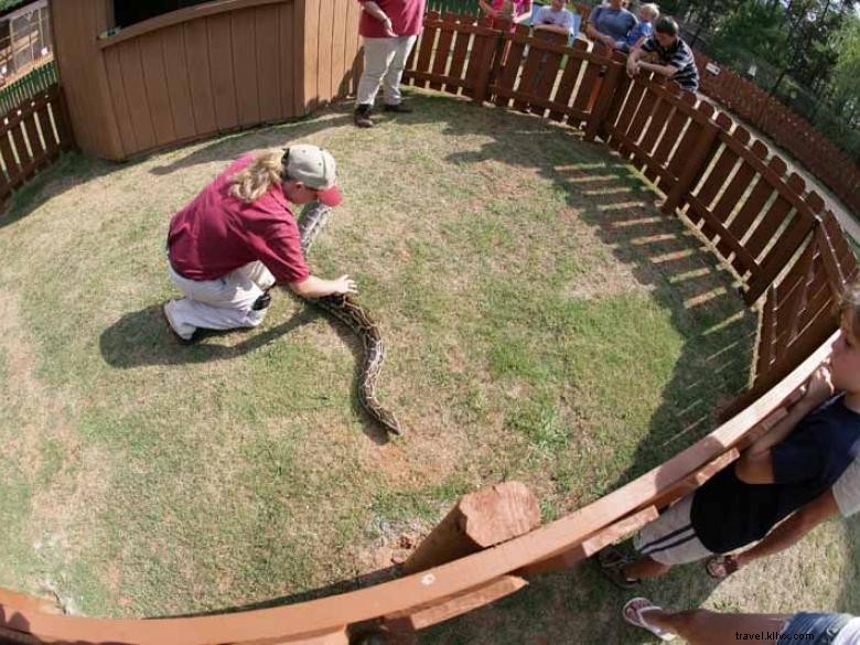 Explore the Thrilling World of Wildlife Safari Adventures