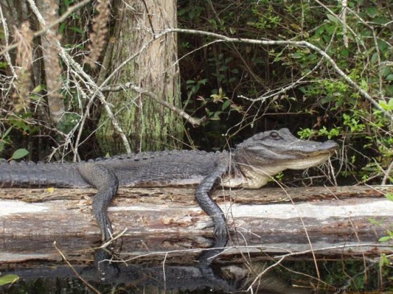 Explore Okefenokee: Your Ultimate Adventure Guide