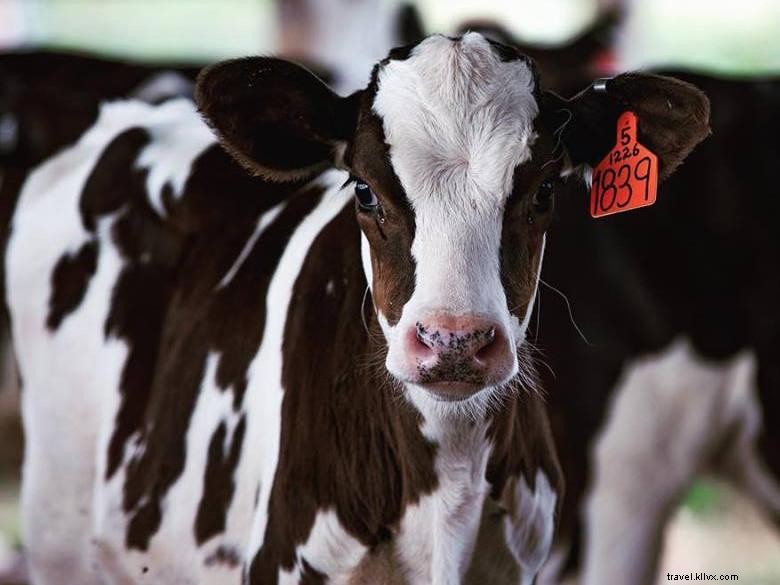 Mountain Fresh Creamery: Premium Artisan Dairy Delights