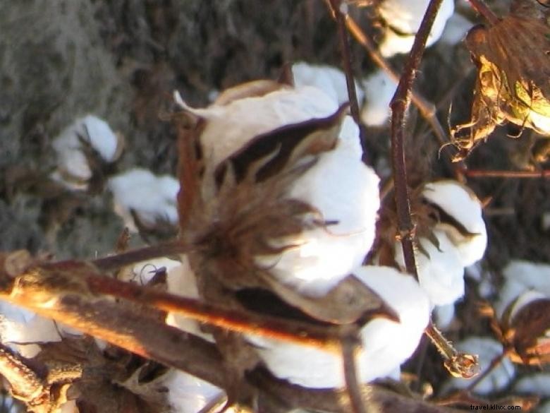 Explore Georgia s Heritage: The State Cotton Museum