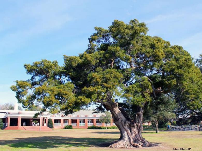 Explore Saint Simons Colonial Island by Trolley: A Scenic Heritage Tour