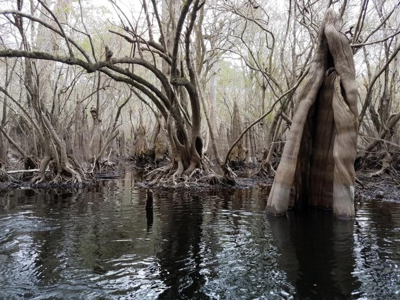 Backwater Expeditions: Discover Serene Journeys