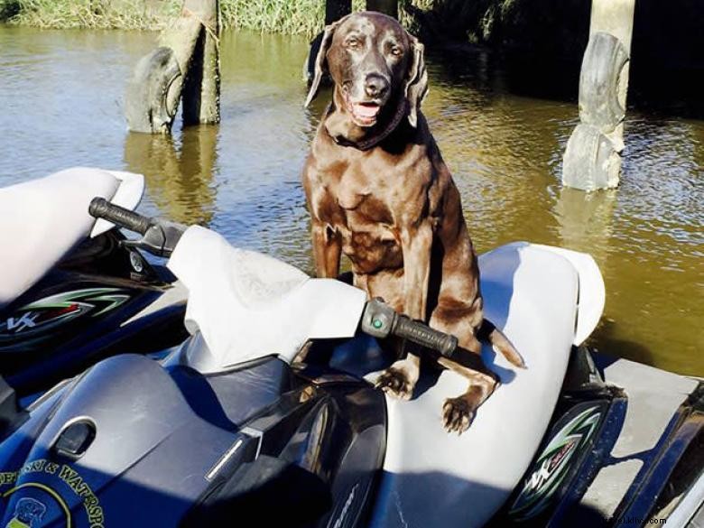 Aqua Dawg Kayak Company: Safeguard Your Pet’s Water Adventures