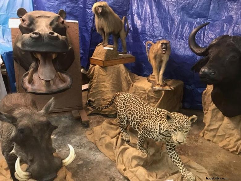 Bud Jones Taxidermy & Wildlife Museum – Discover Georgia s Natural Heritage