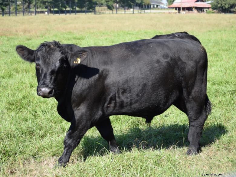 Little Duck Farms – Premium Fresh Duck & Poultry Products