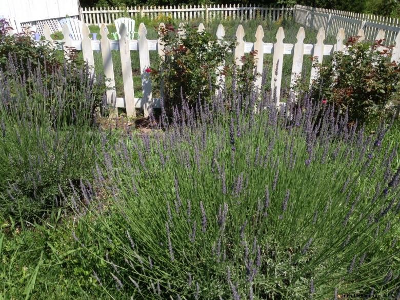 Discover Tranquil Beauty at The Lavender Cottage & Garden