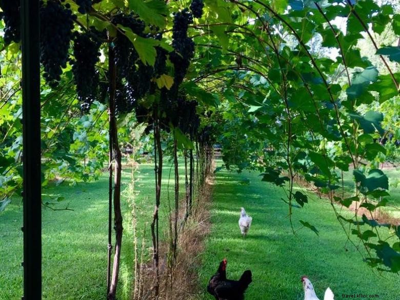 Explore Trillium Vineyard & Tasting Room – Award-Winning Wines & Events