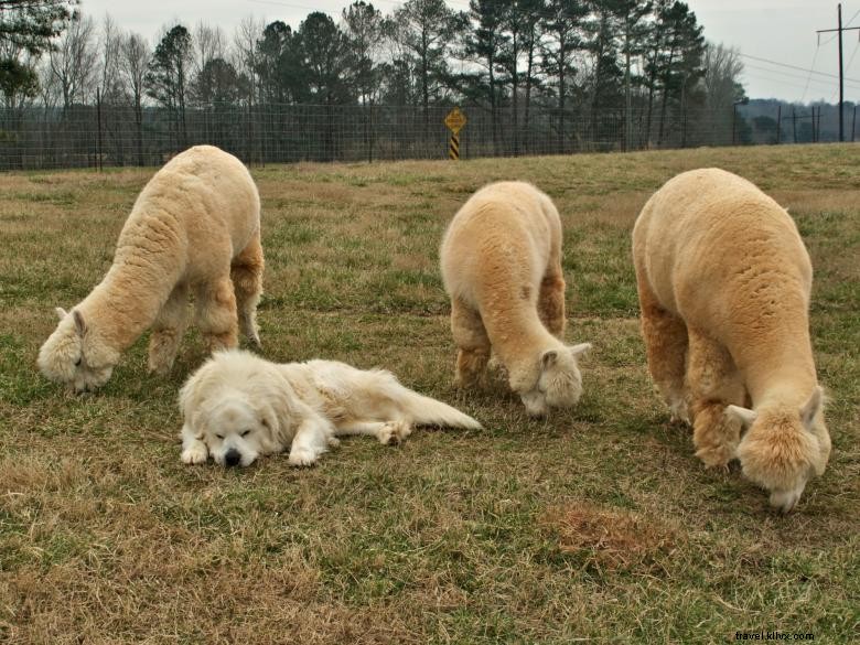 Explore Trillium Vineyard & Tasting Room – Award-Winning Wines & Events