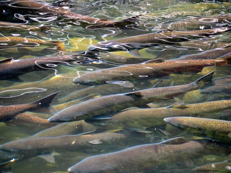 Warm Springs National Fish Hatchery – Historic Fisheries Center