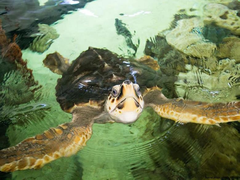 Explore the UGA Marine Education Center & Aquarium – A Premier Oceanic Learning Hub
