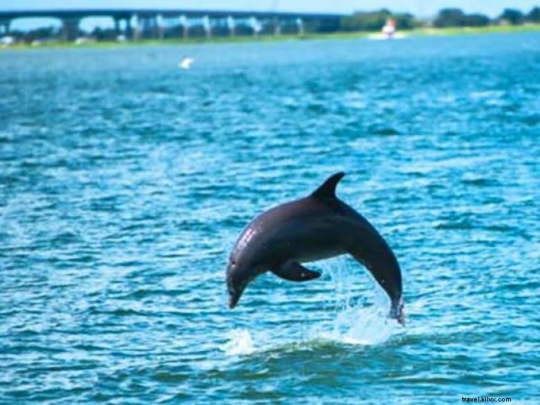 Captain Mike s Dolphin Tours: Expert Guides, Safe & Scenic Ocean Adventures