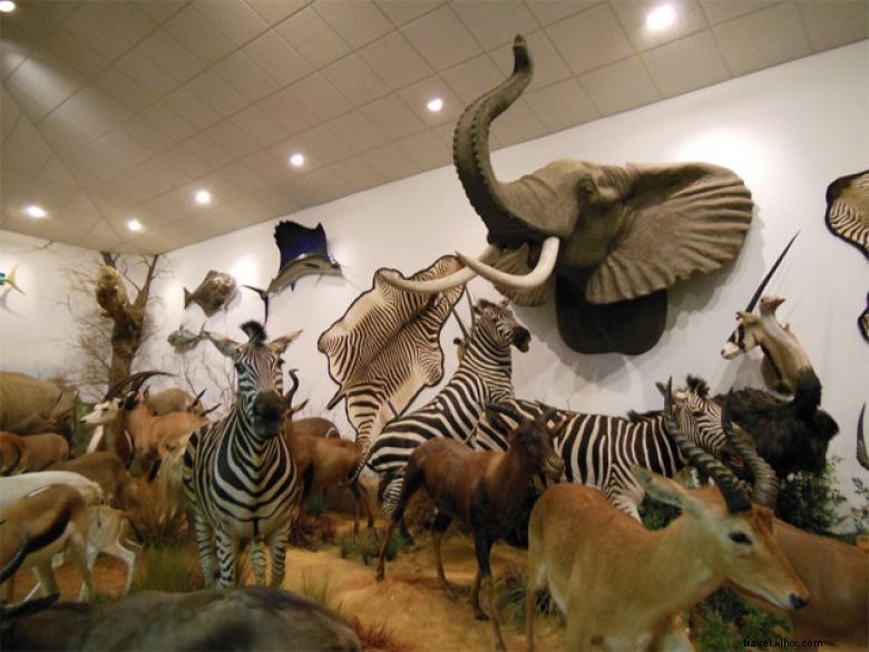 Tyson Steel Wildlife Museum – Explore Africa, South America, and Southeast Asia s Wildlife in Georgia