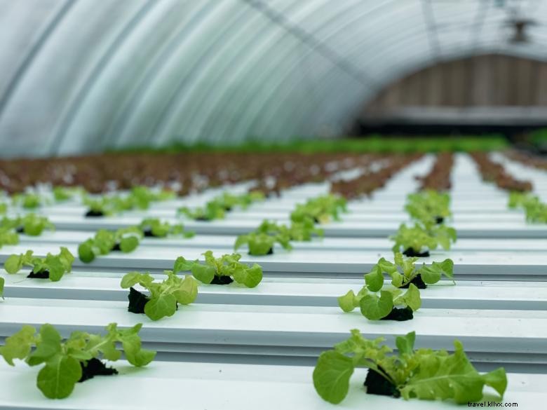 Discover R & G Farms: Sustainable Agriculture & Fresh Produce