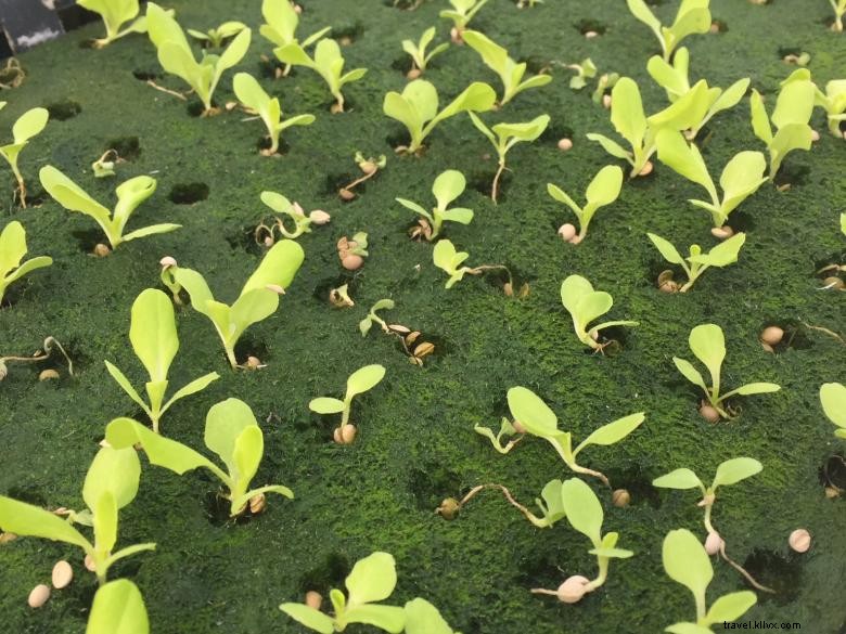 Discover R & G Farms: Sustainable Agriculture & Fresh Produce