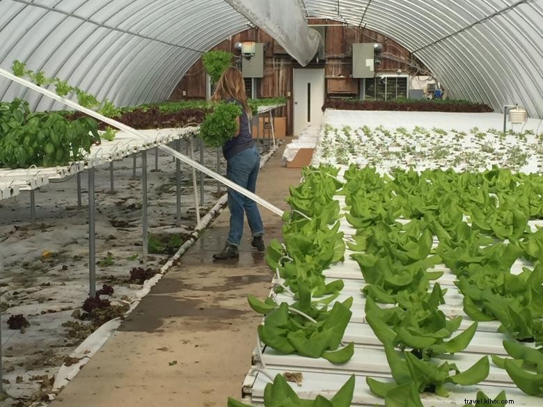 Discover R & G Farms: Sustainable Agriculture & Fresh Produce