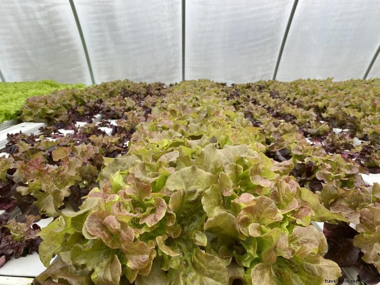 Discover R & G Farms: Sustainable Agriculture & Fresh Produce