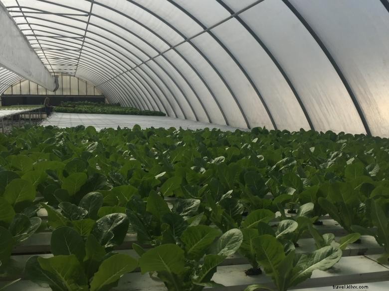 Discover R & G Farms: Sustainable Agriculture & Fresh Produce