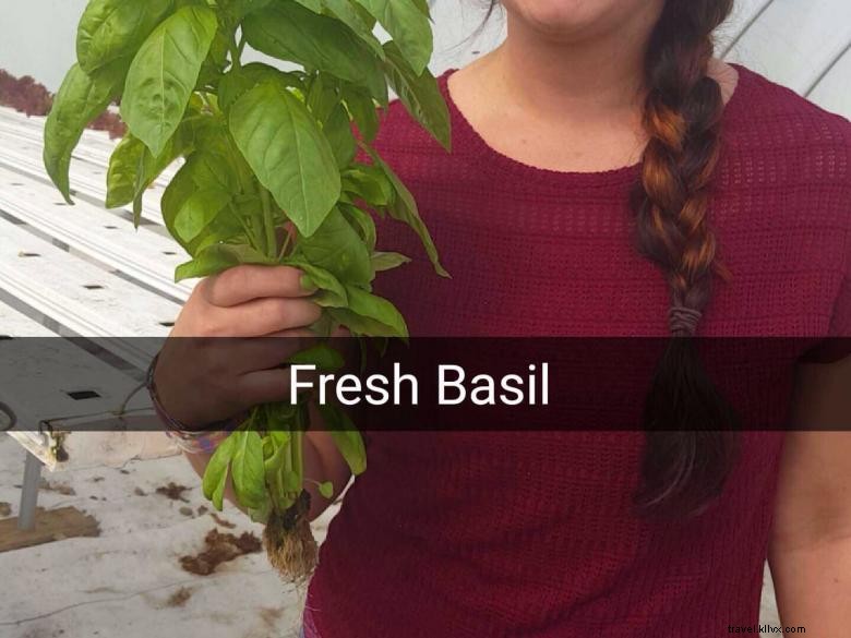 Discover R & G Farms: Sustainable Agriculture & Fresh Produce