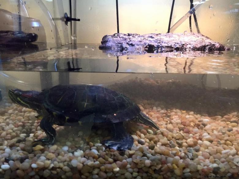 Explore a Safe, Interactive Neighborhood Designed for Kids