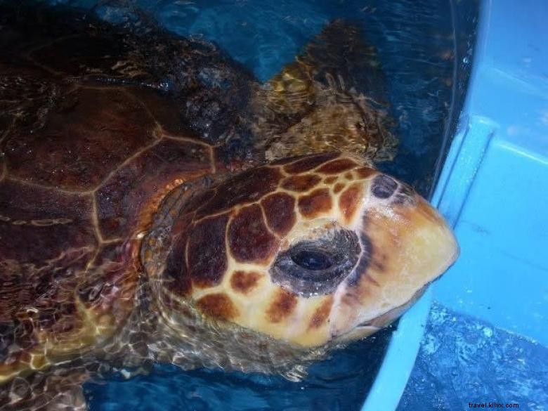 Georgia Sea Turtle Center: Conservation, Research, and Rehabilitation Hub