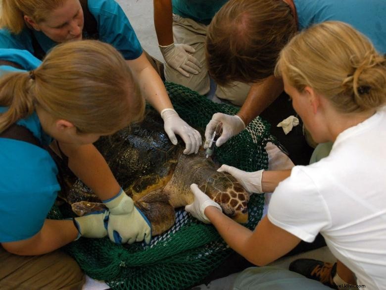 Georgia Sea Turtle Center: Conservation, Research, and Rehabilitation Hub