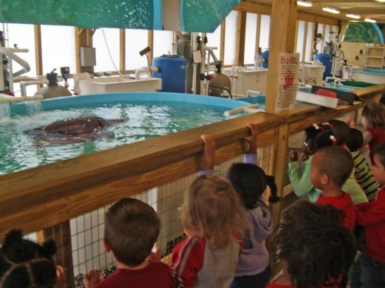 Georgia Sea Turtle Center: Conservation, Research, and Rehabilitation Hub