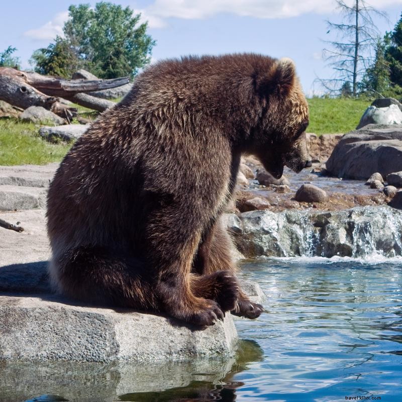 Explore Minnesota’s Premier Zoos: A Family Guide to Wildlife Adventures