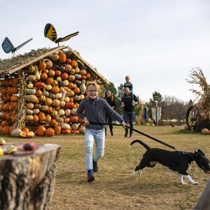 Explore 9 Top Minnesota Pumpkin Patches for Family Adventures
