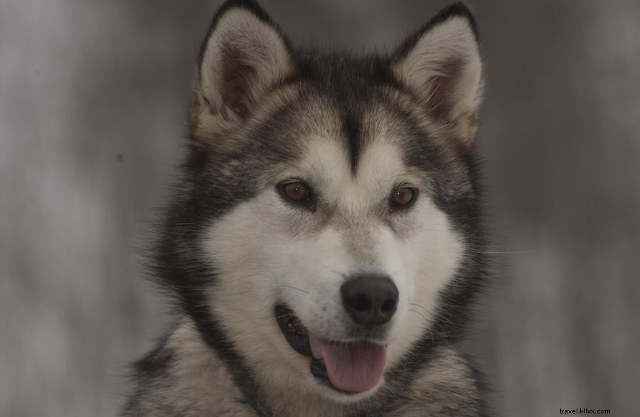 Dog Sledding Adventures in Minnesota’s Boundary Waters