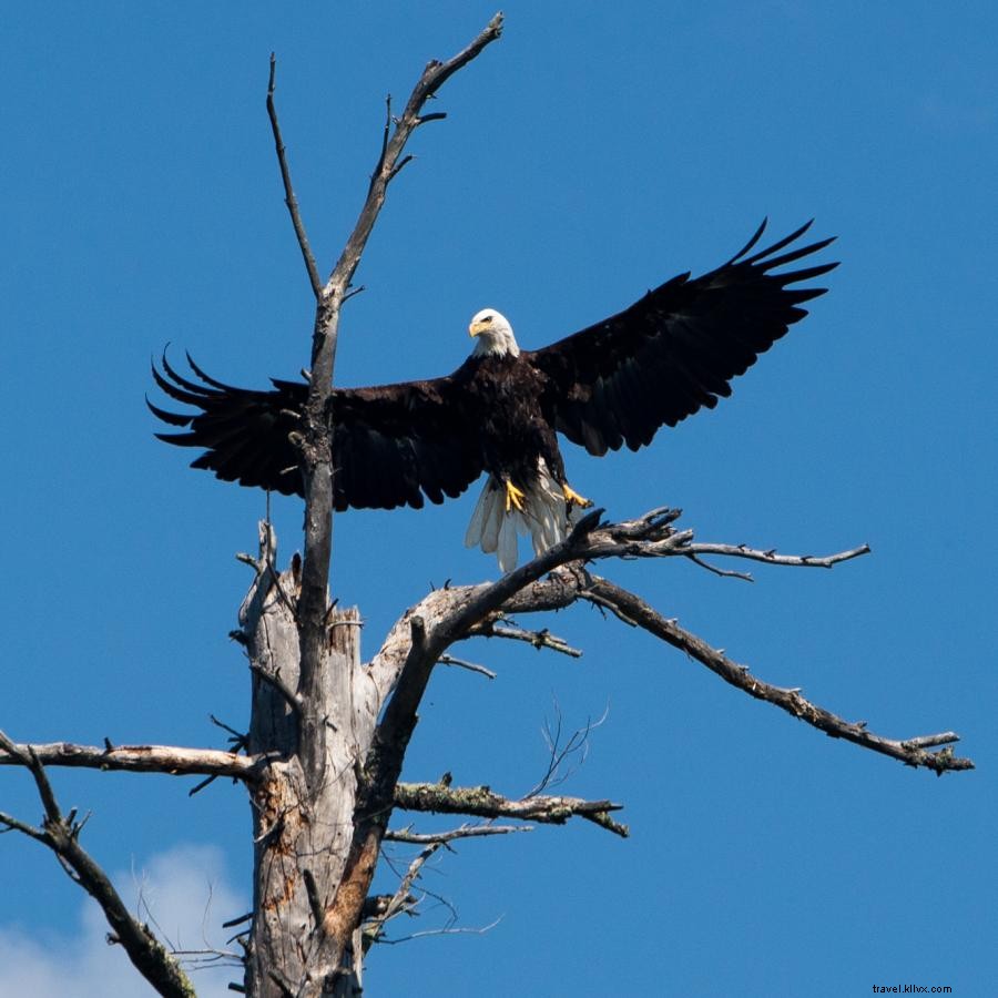 Dog Sledding Adventures in Minnesota’s Boundary Waters