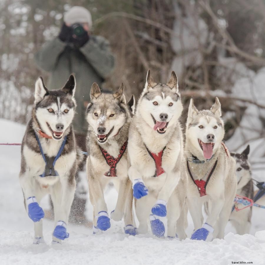 Dog Sledding Adventures in Minnesota’s Boundary Waters