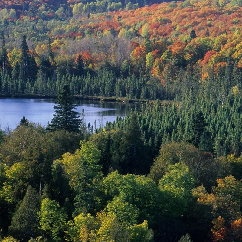 Discover Why Minnesota Is Ideal for Forest Bathing