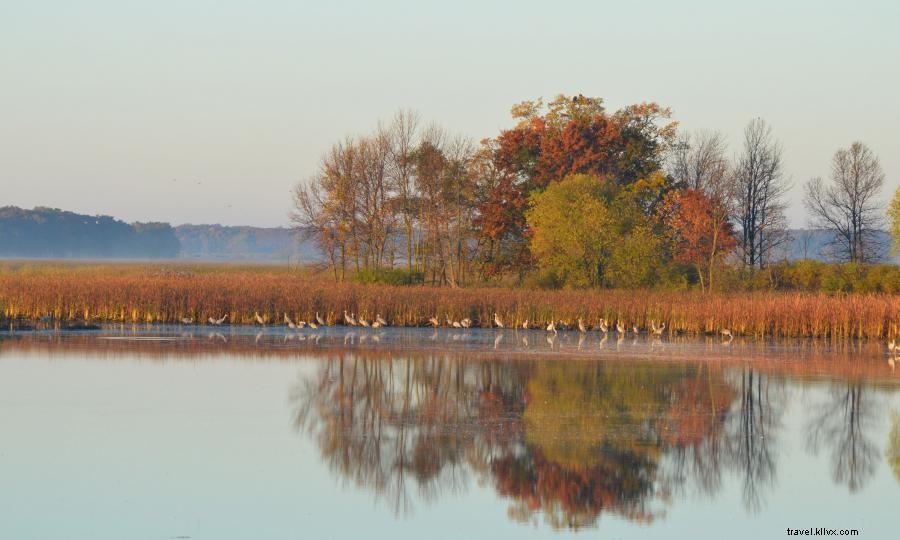 Top 6 Premier Spots to Observe Minnesota’s Fall Bird Migration